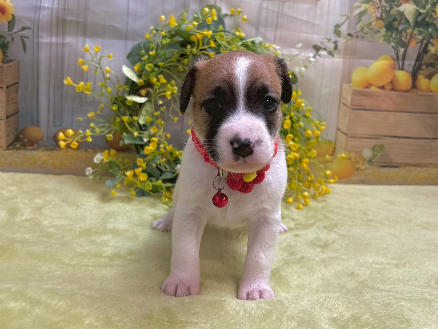 ジャックラッセルテリア