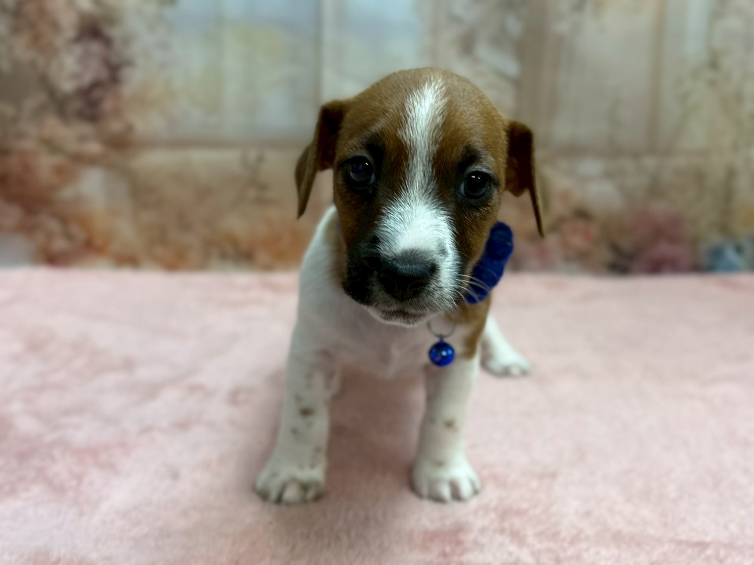 ジャックラッセルテリア