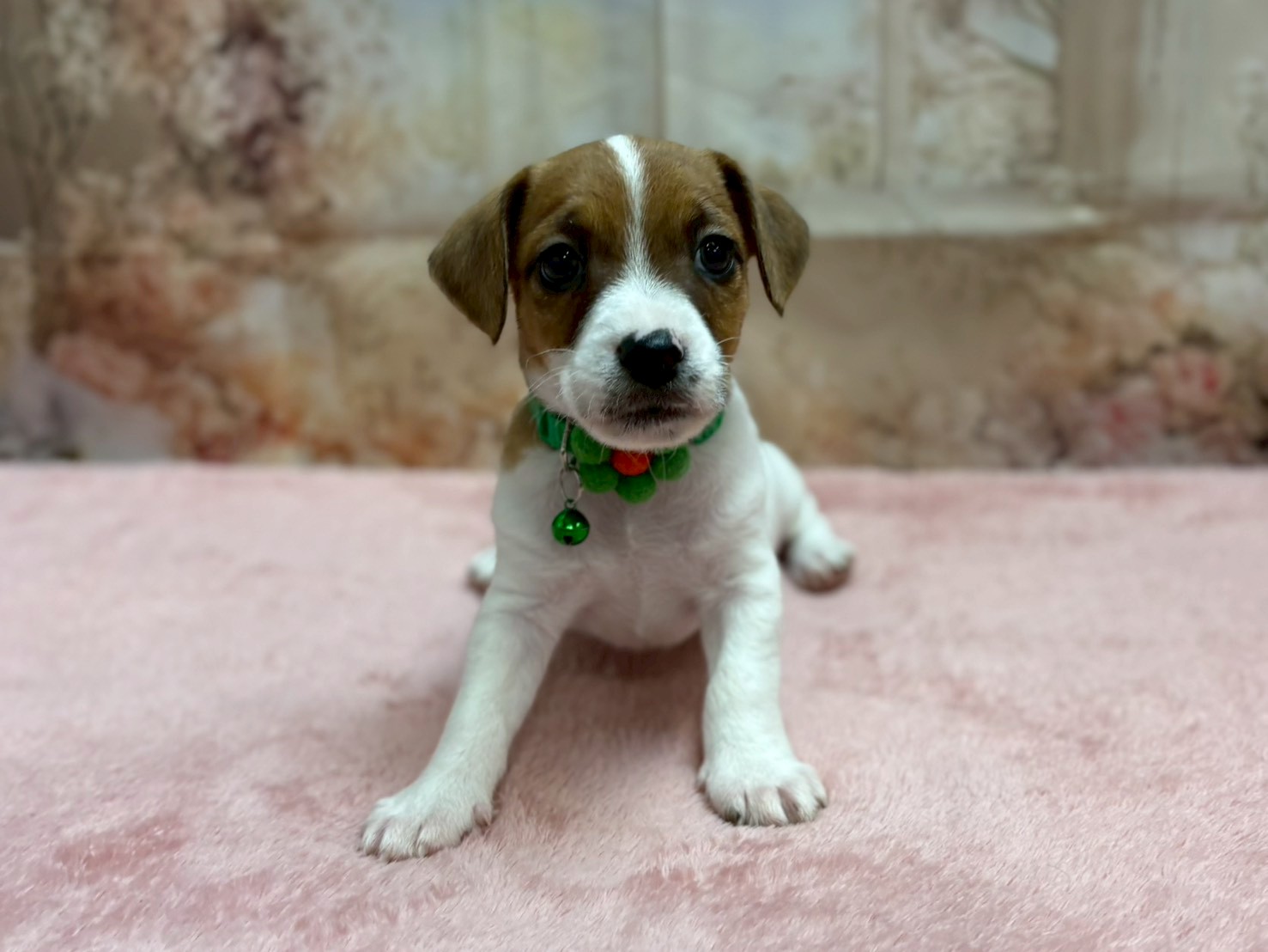 ジャックラッセルテリア