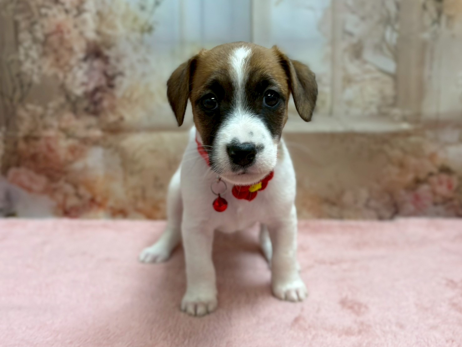 ジャックラッセルテリア