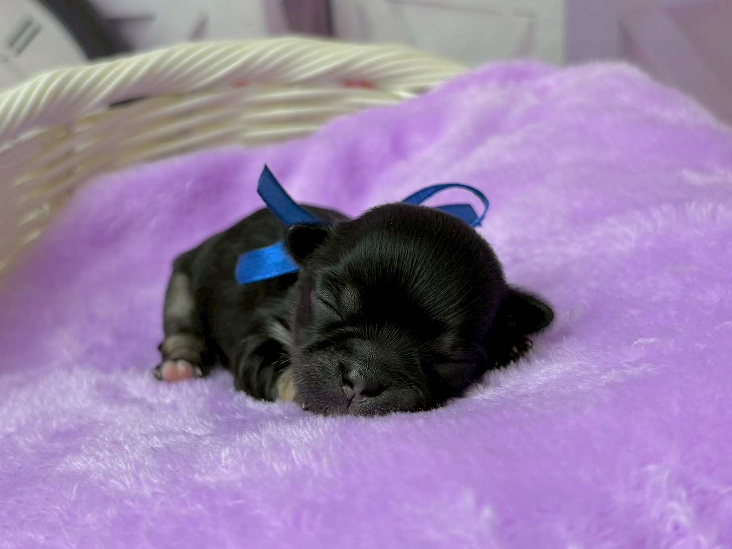 チワワ（ロングコート）