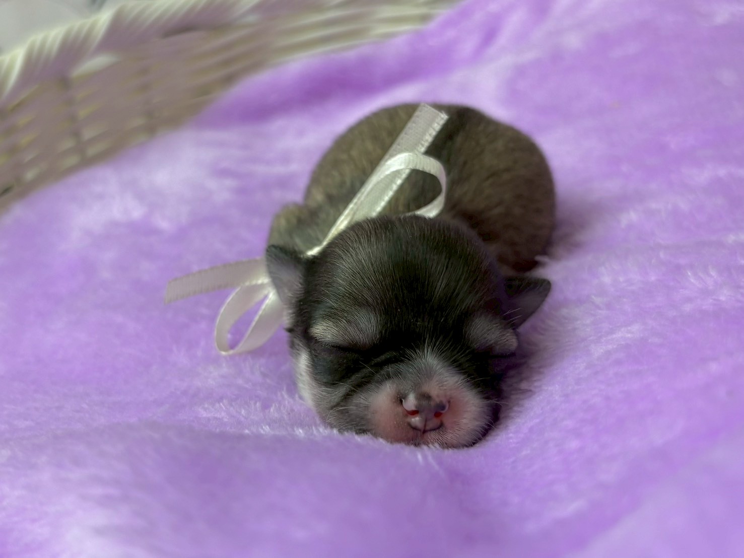 チワワ（ロングコート）