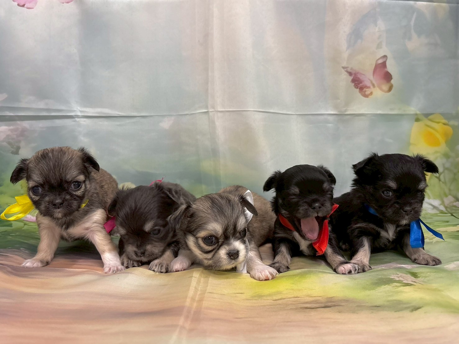 赤ちゃん写真2-3