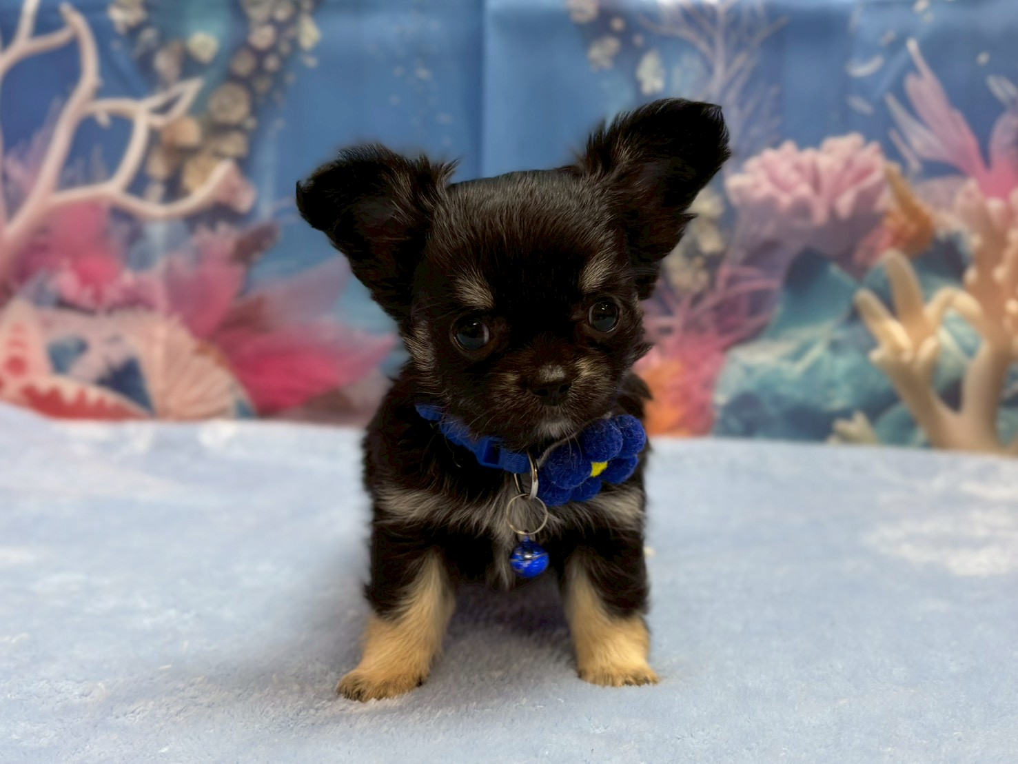 チワワ（ロングコート）