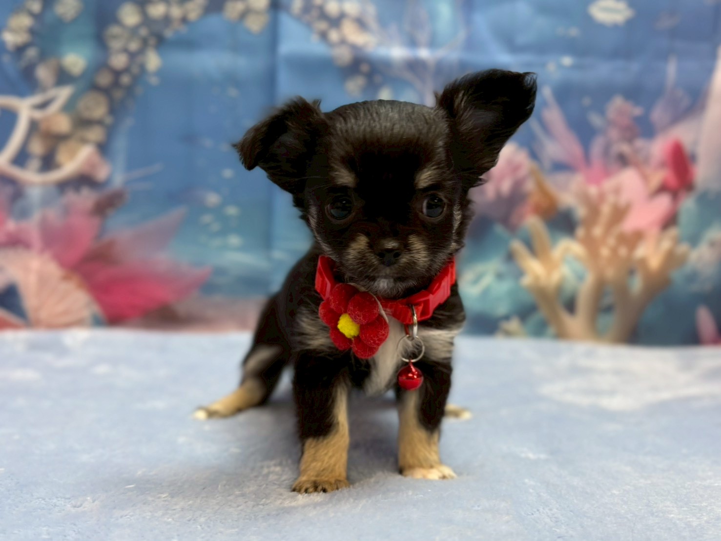 チワワ（ロングコート）