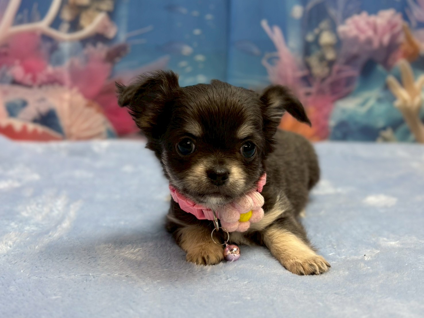 チワワ（ロングコート）