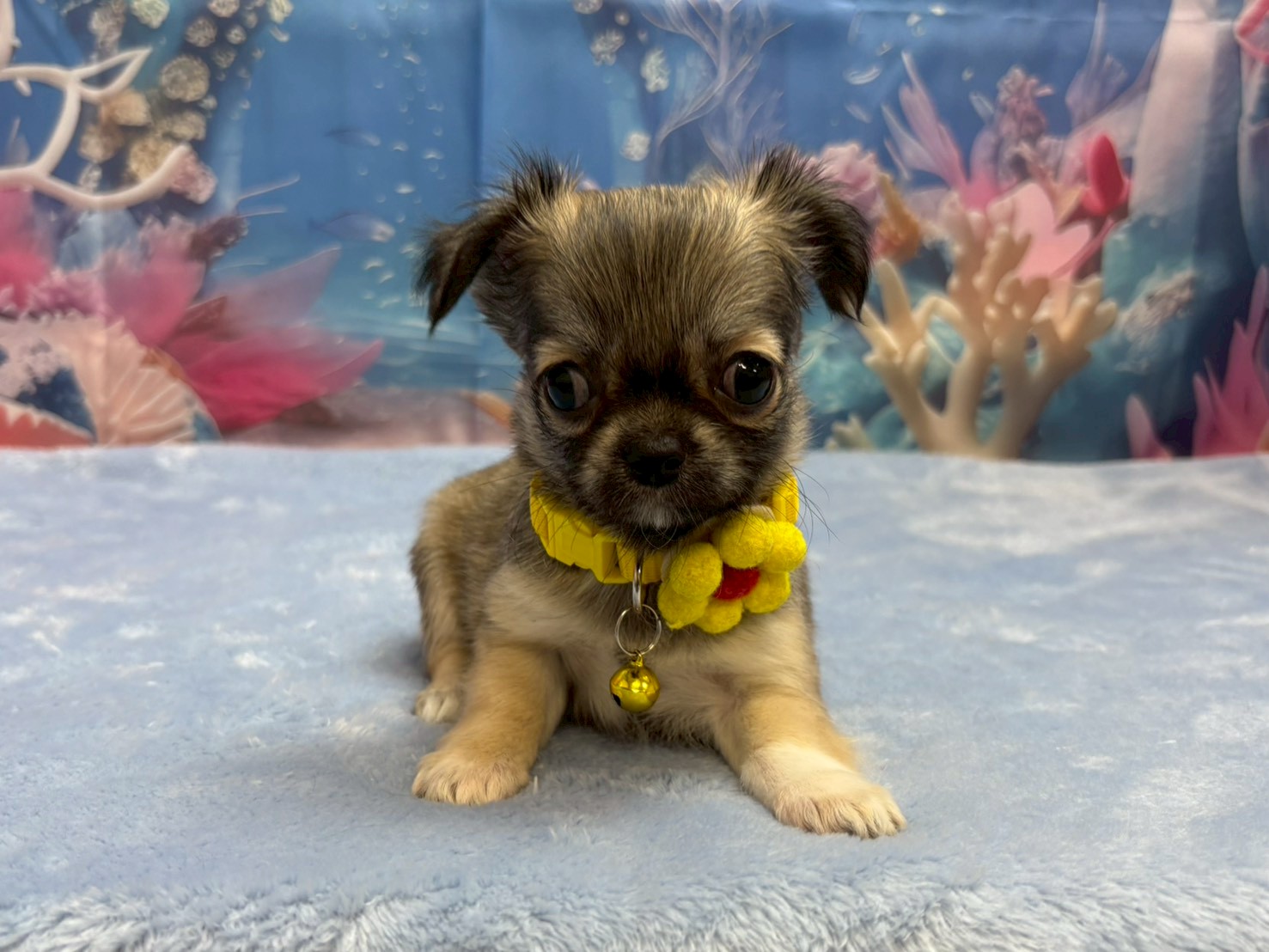 チワワ（ロングコート）