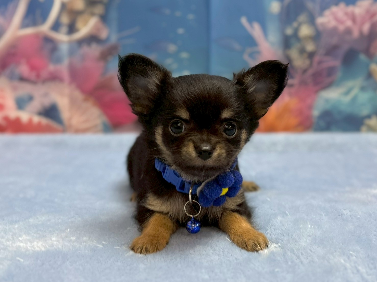 チワワ（ロングコート）