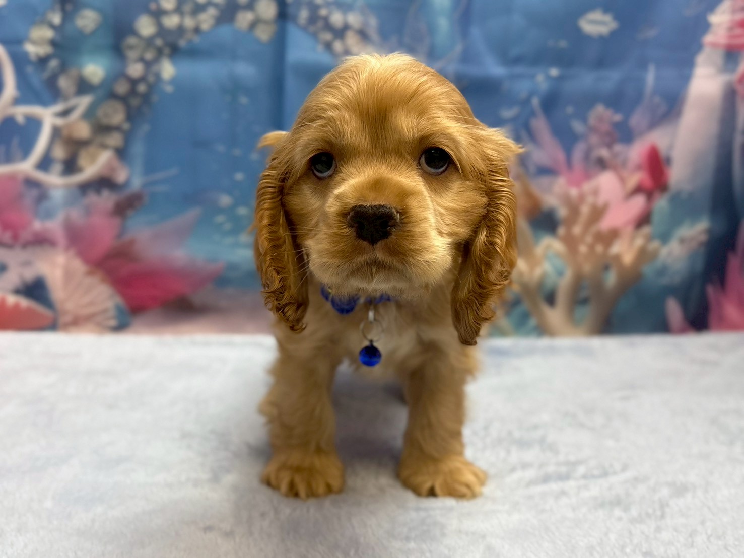 アメリカン・コッカースパニエル