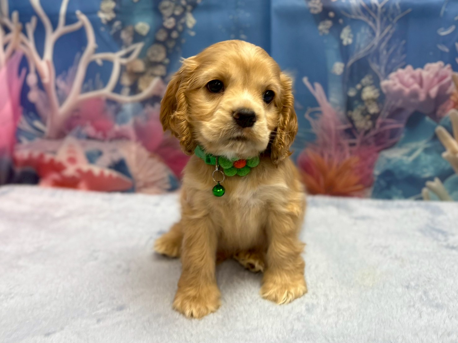 アメリカン・コッカースパニエル