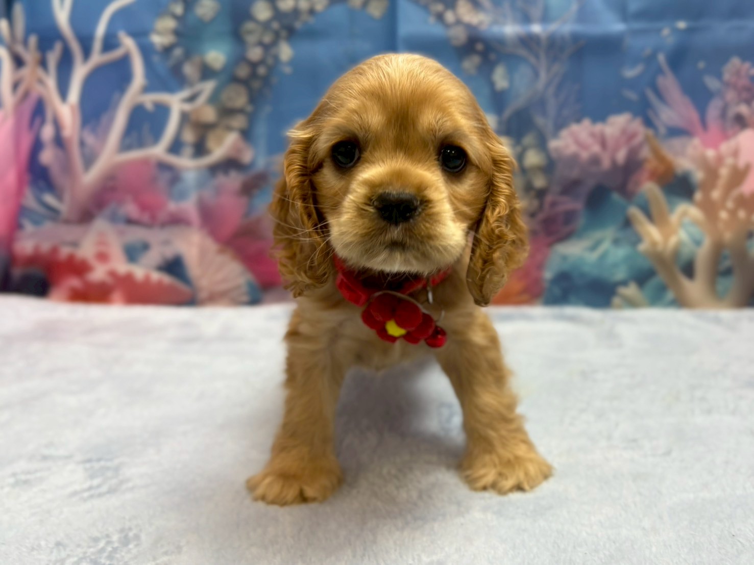 アメリカン・コッカースパニエル