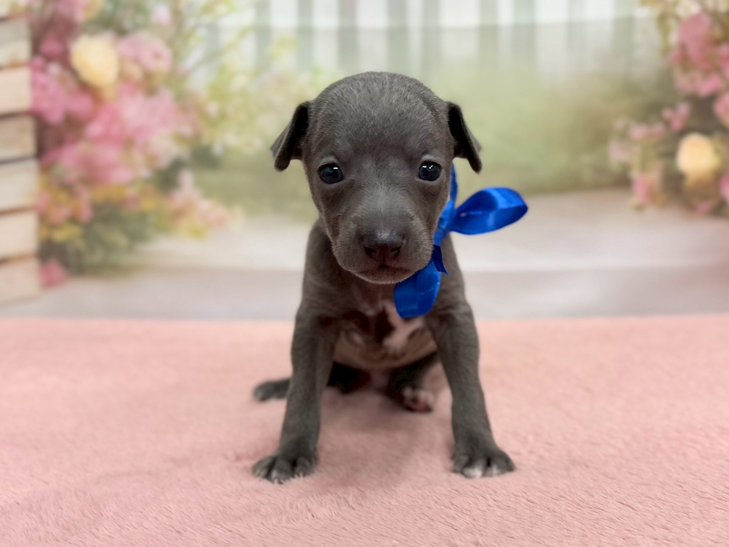 イタリアングレーハウンド