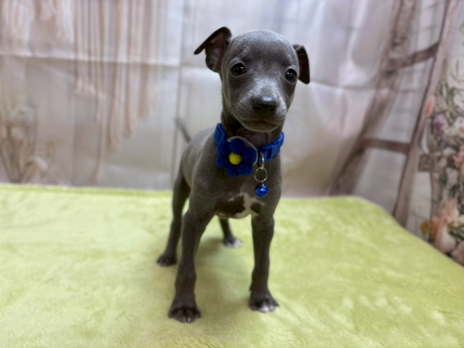 イタリアングレーハウンド