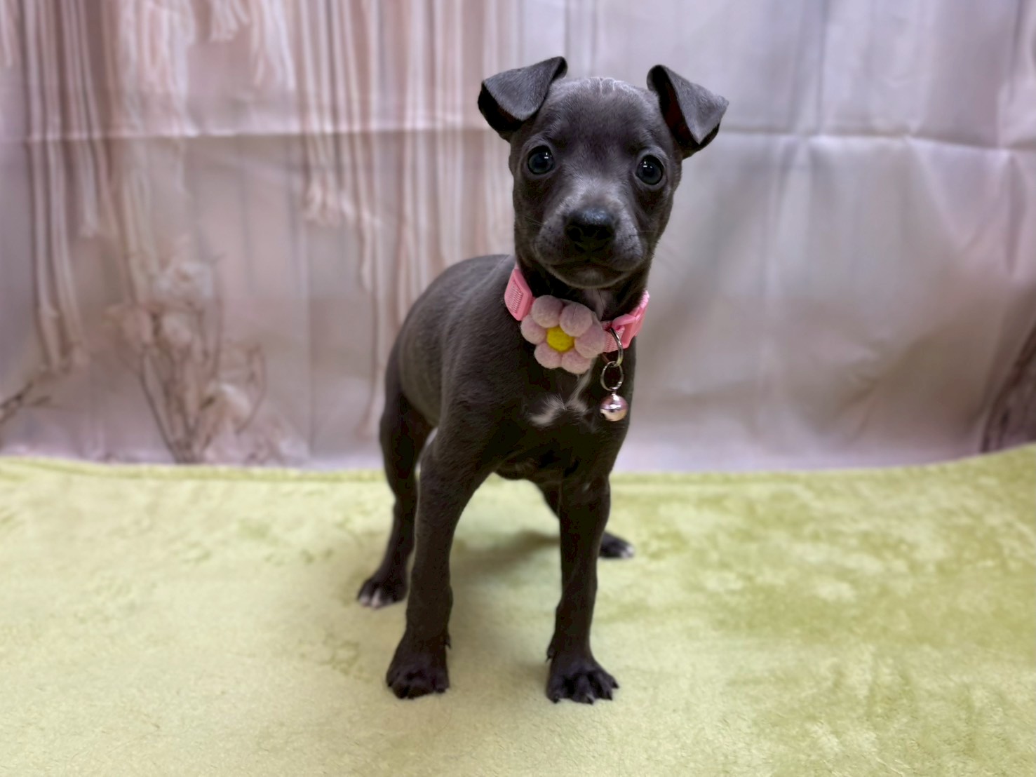 イタリアングレーハウンド