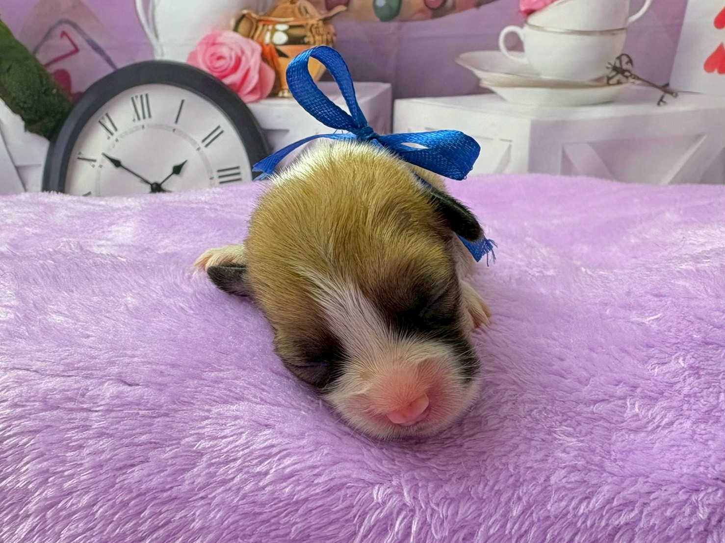 赤ちゃん写真1-1