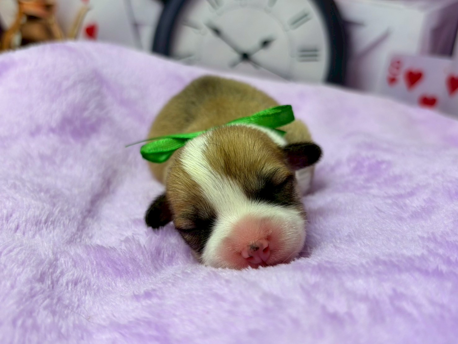 ウェルシュ・コーギー・ペンブローク