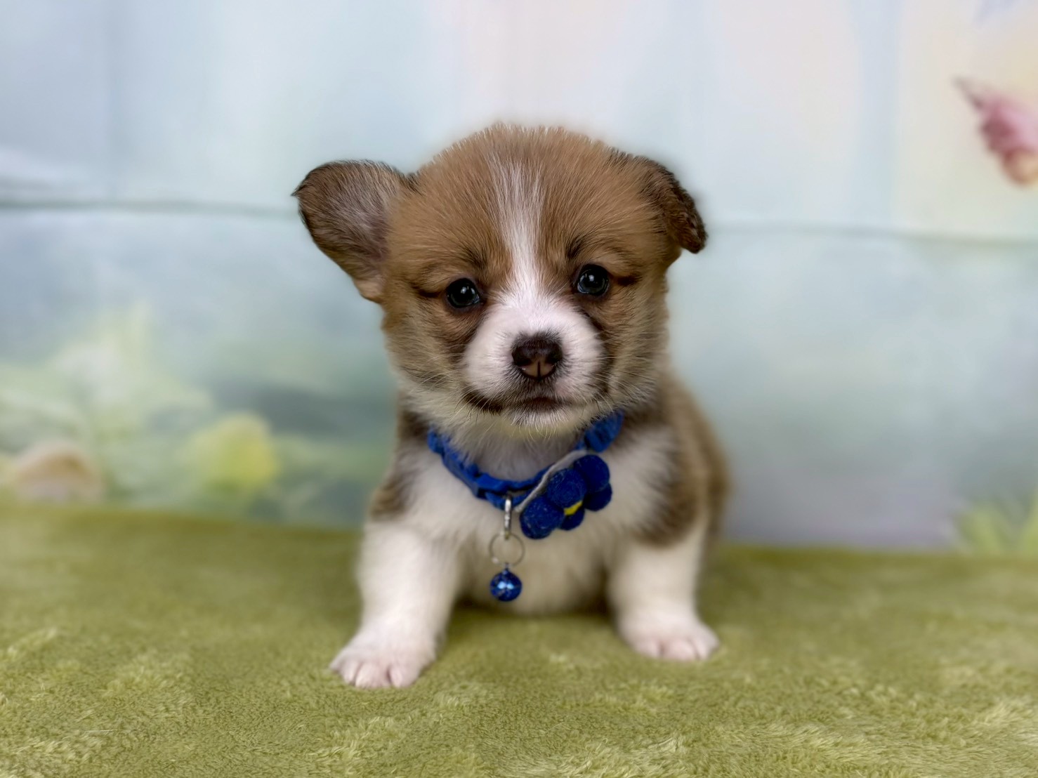 ウェルシュ・コーギー・ペンブローク