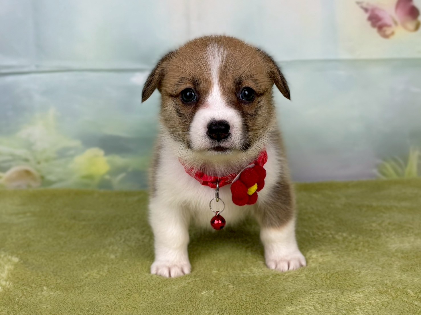 ウェルシュ・コーギー・ペンブローク