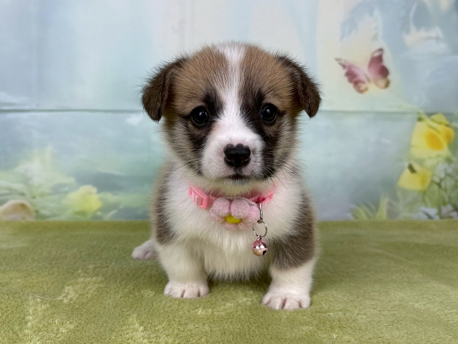 ウェルシュ・コーギー・ペンブローク