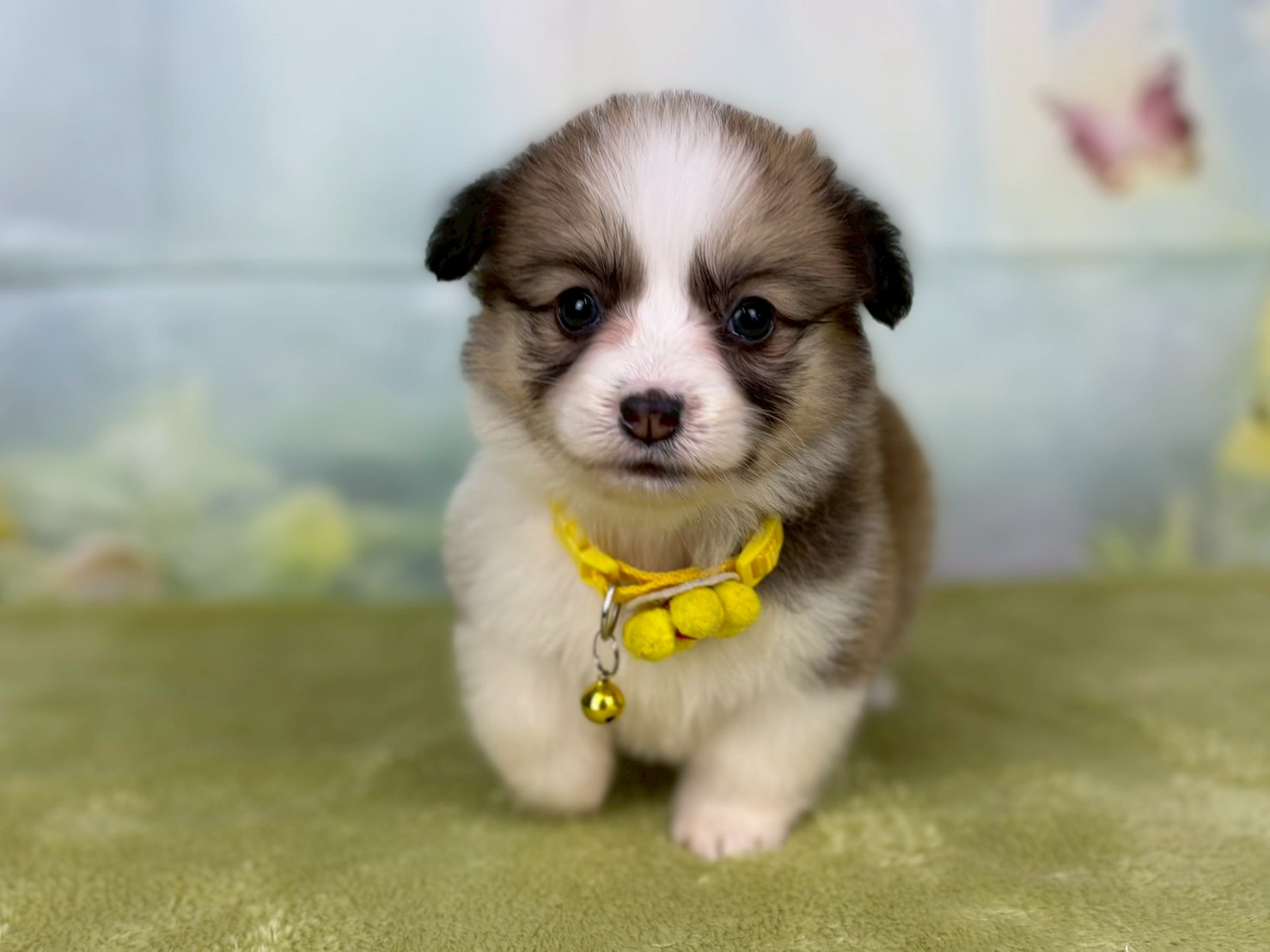 ウェルシュ・コーギー・ペンブローク