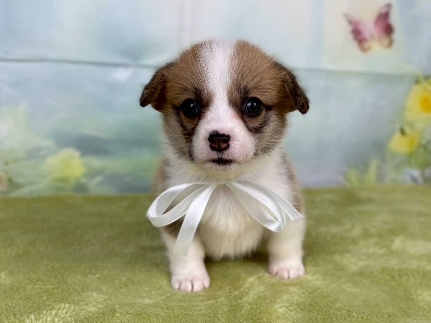 赤ちゃん写真2-1