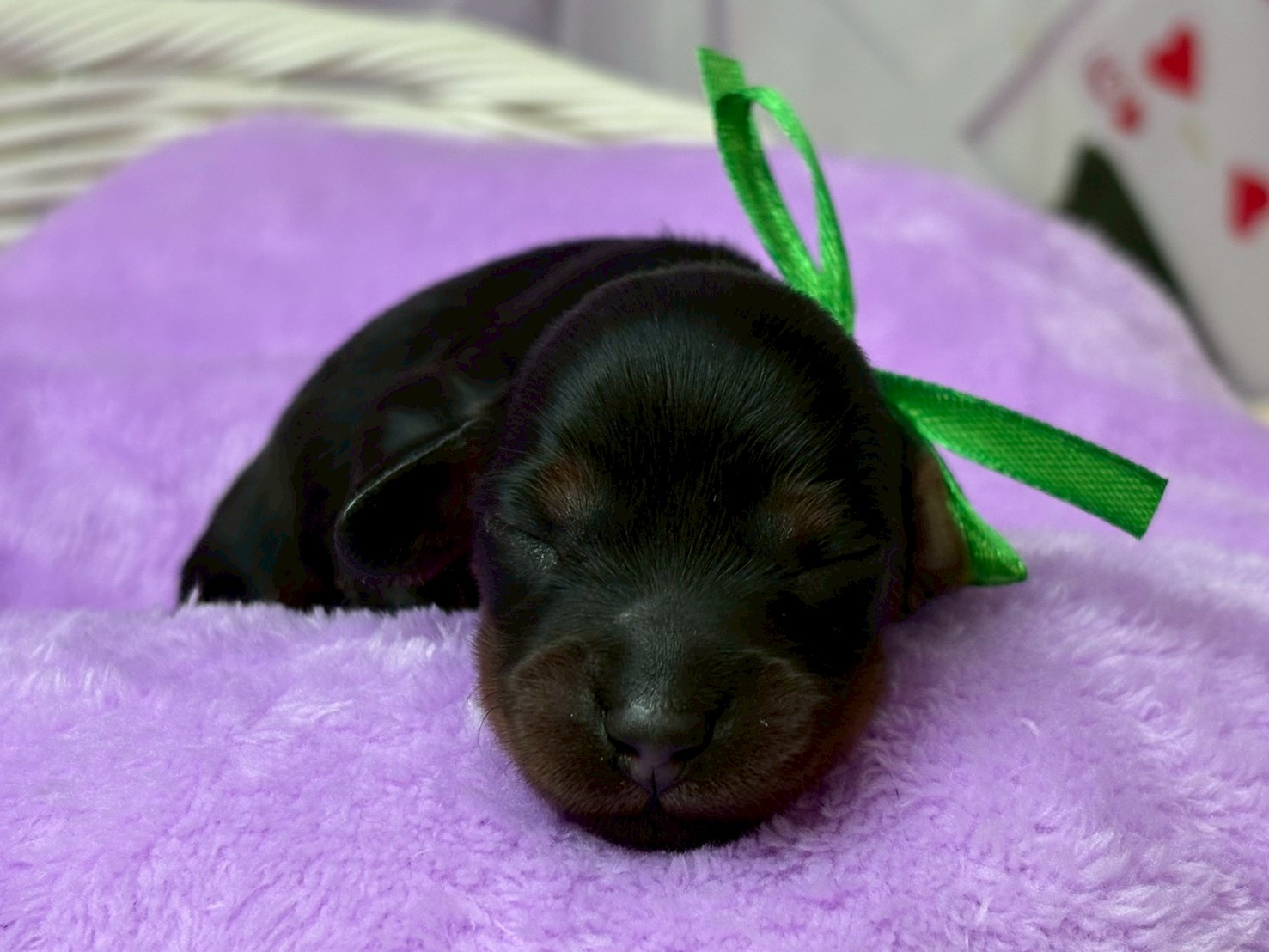 ミニチュア・ダックスフンド