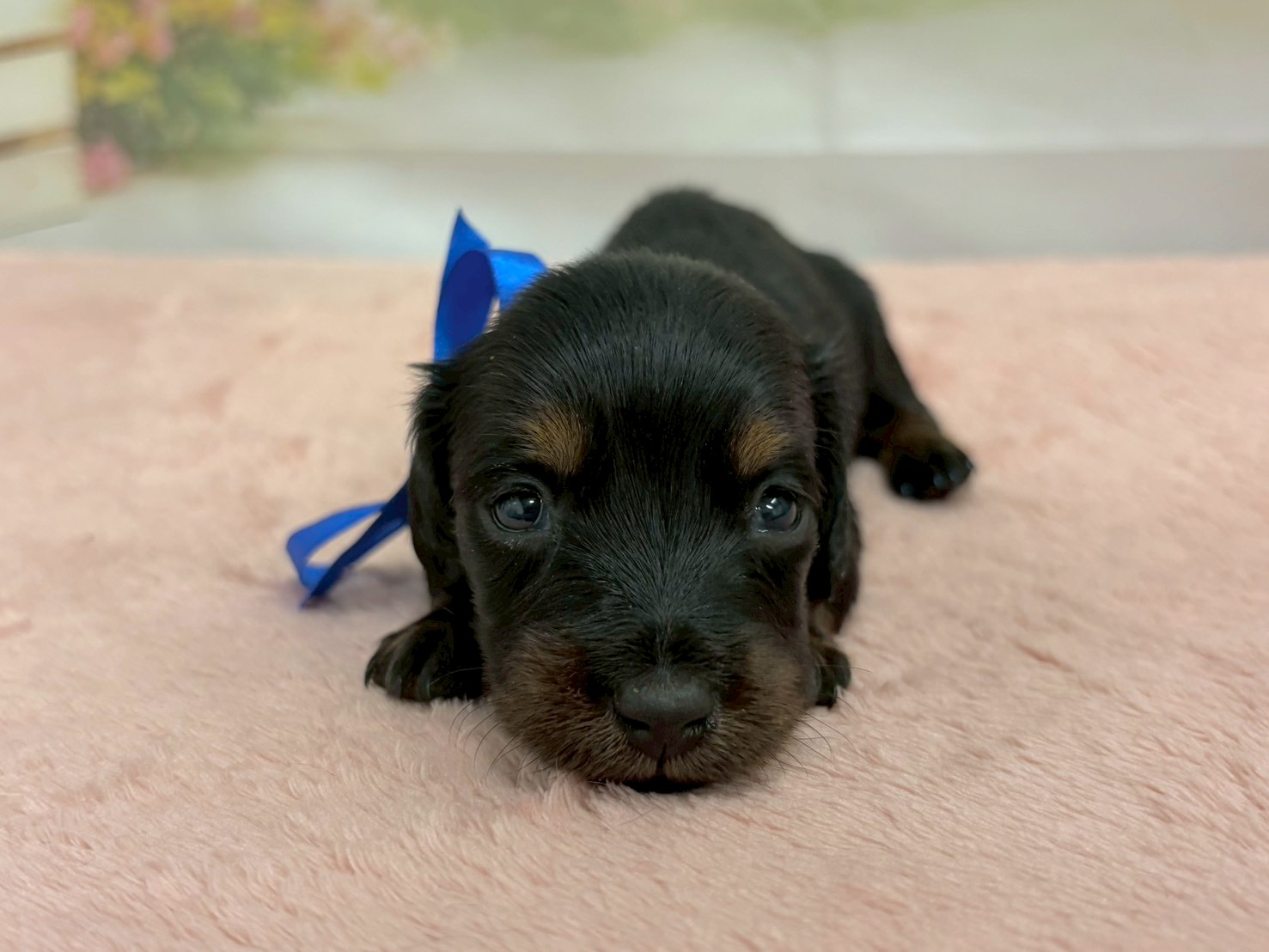 ミニチュア・ダックスフンド