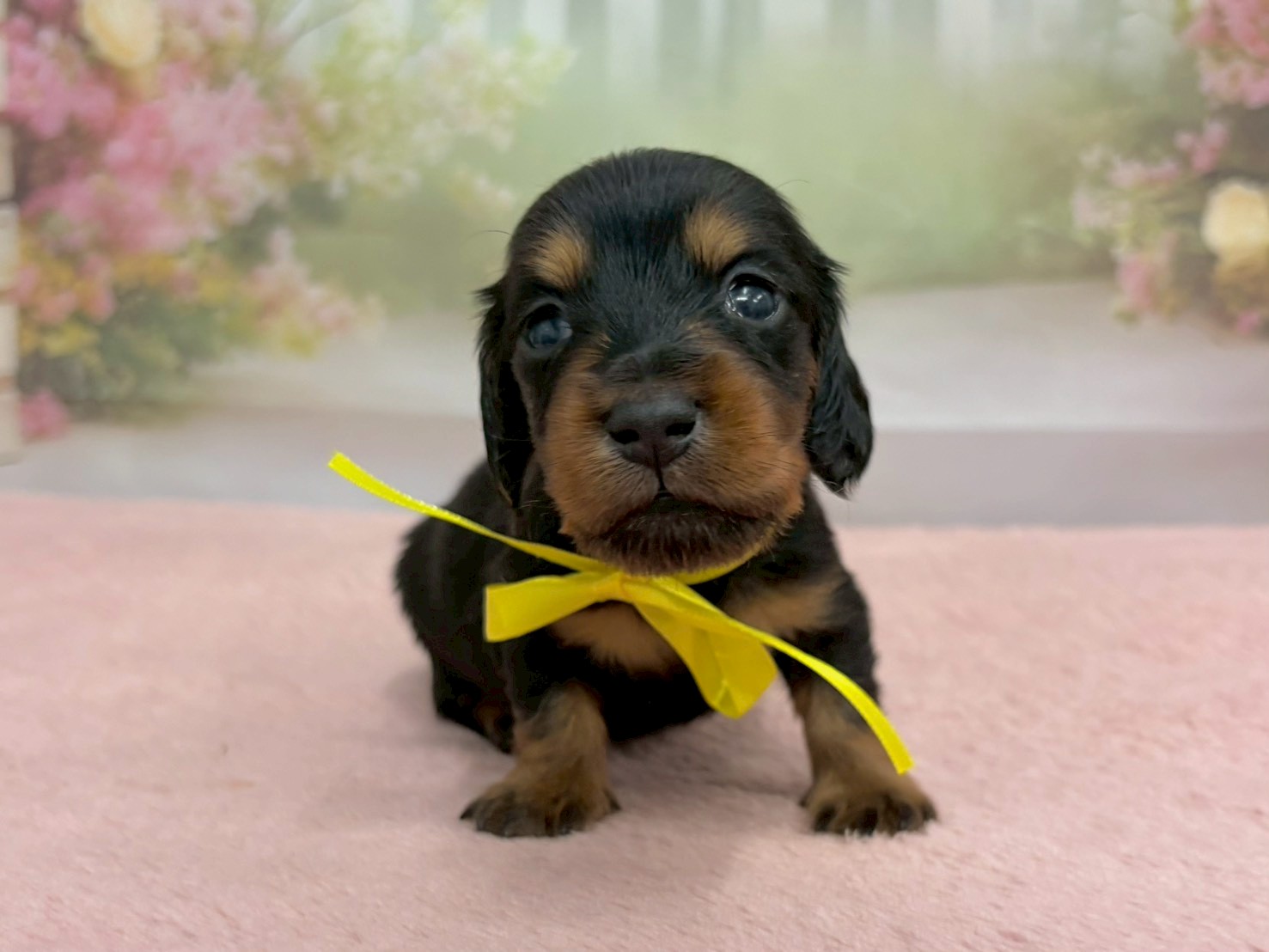 ミニチュア・ダックスフンド