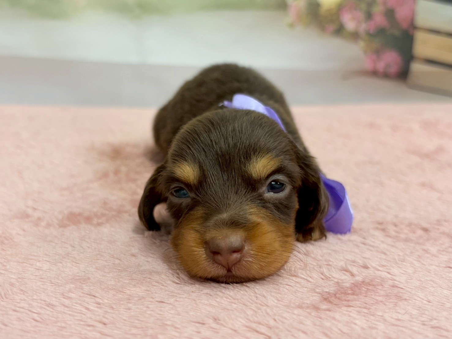 ミニチュア・ダックスフンド