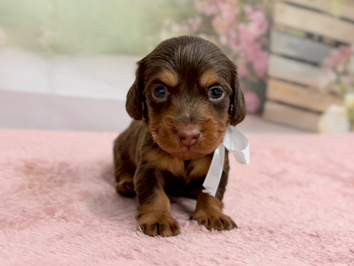 ミニチュア・ダックスフンド