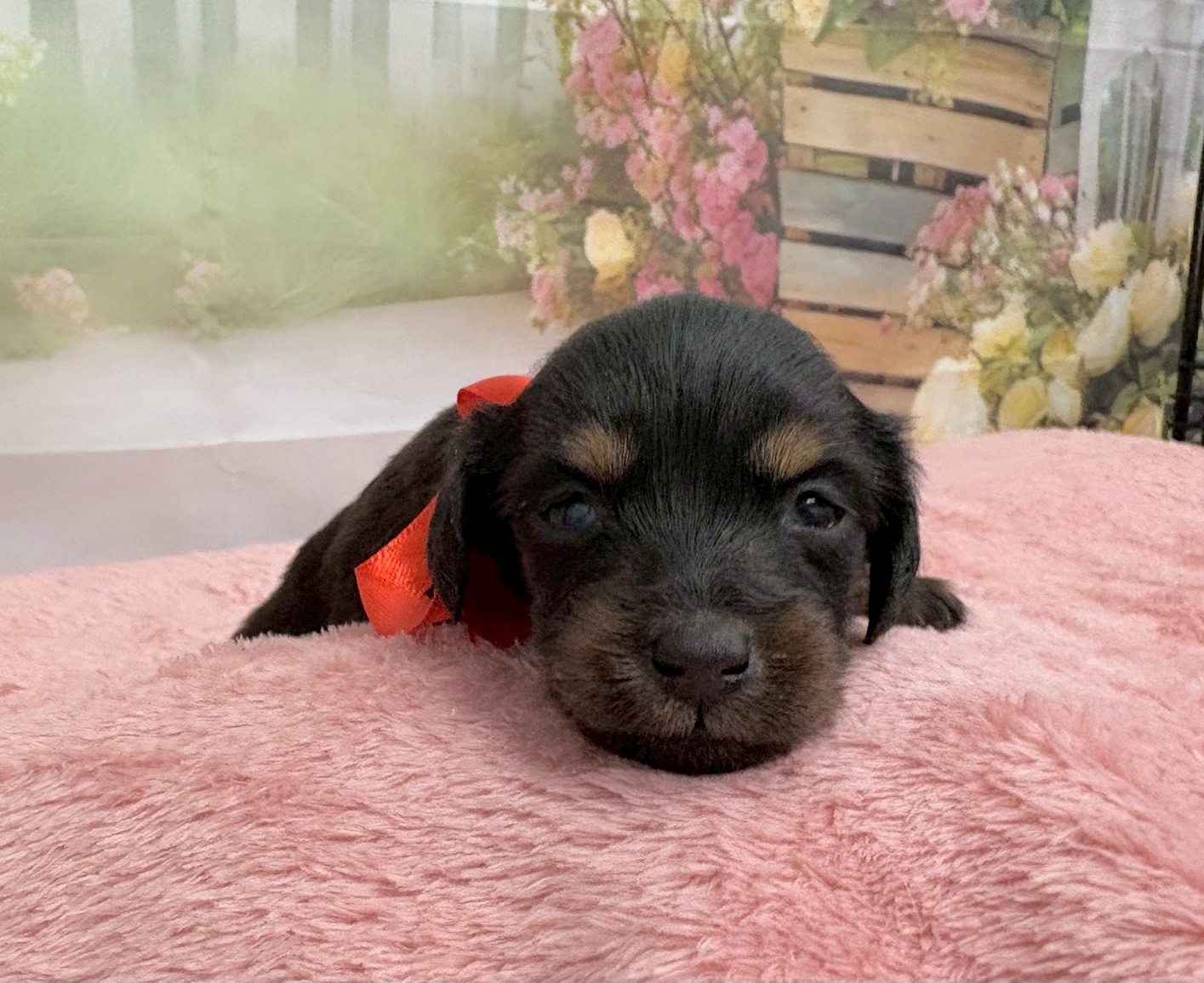 ミニチュア・ダックスフンド