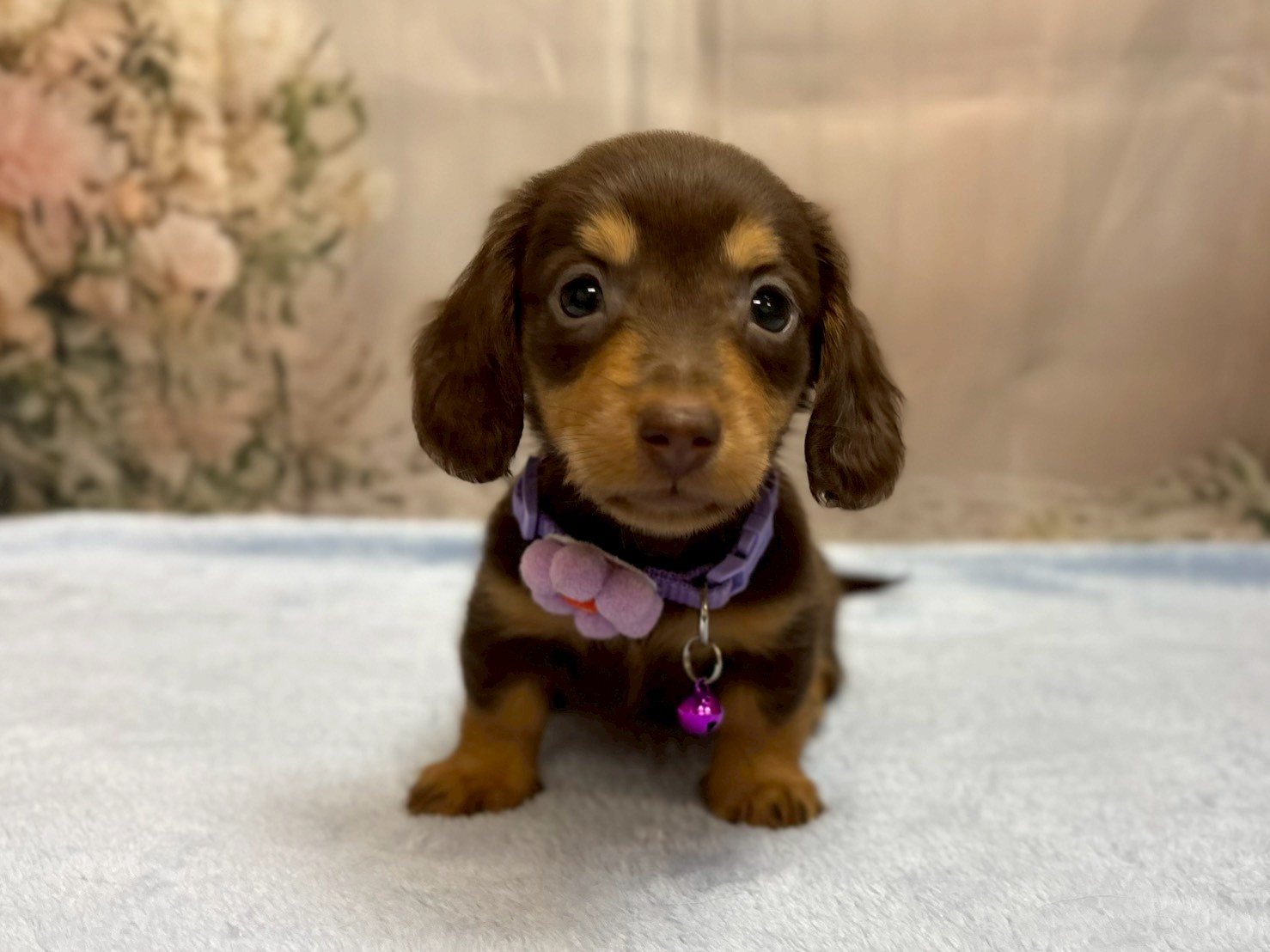 ミニチュア・ダックスフンド