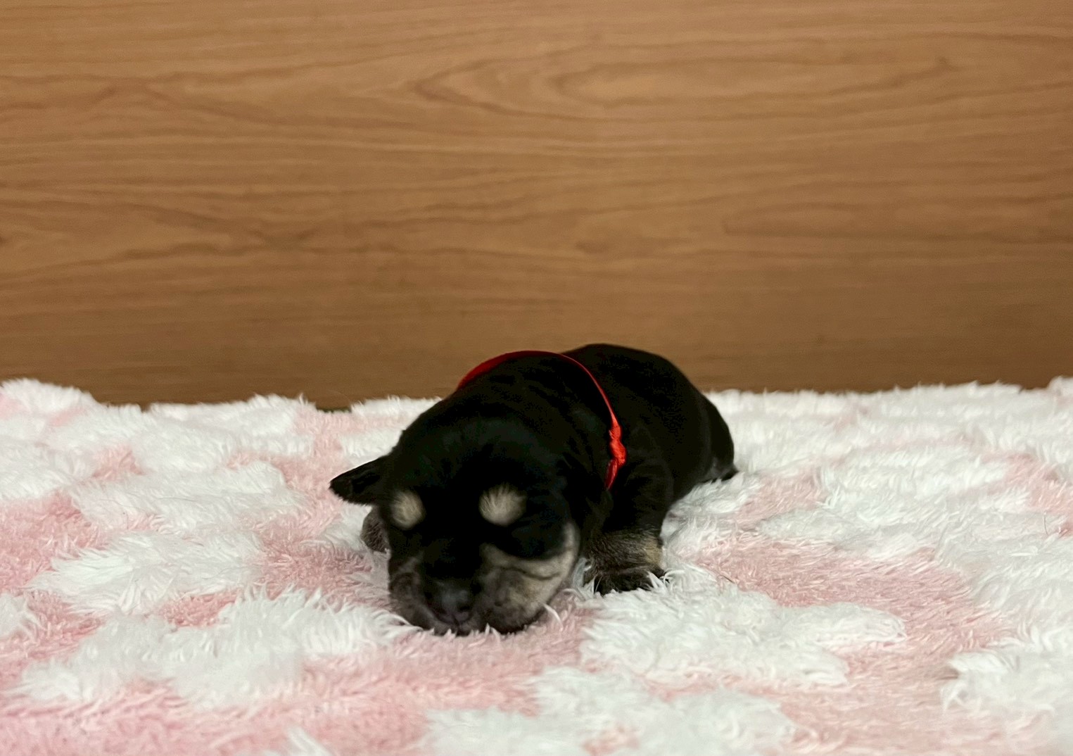 ミニチュア・シュナウザー