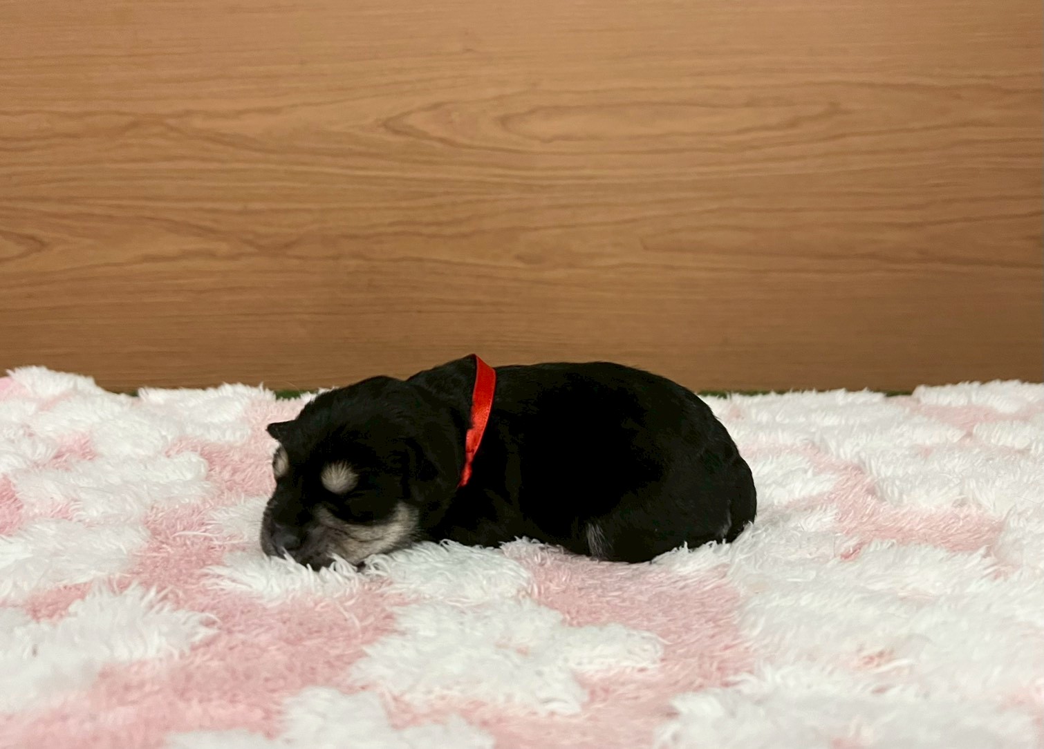 赤ちゃん写真1-2