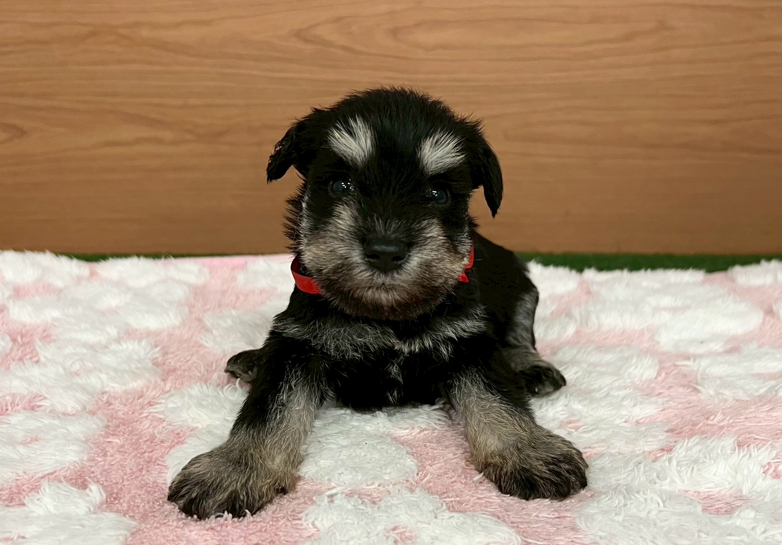 赤ちゃん写真2-1