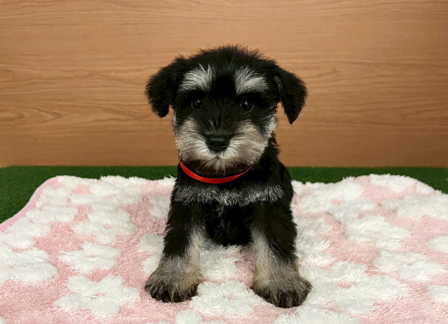 ミニチュア・シュナウザー