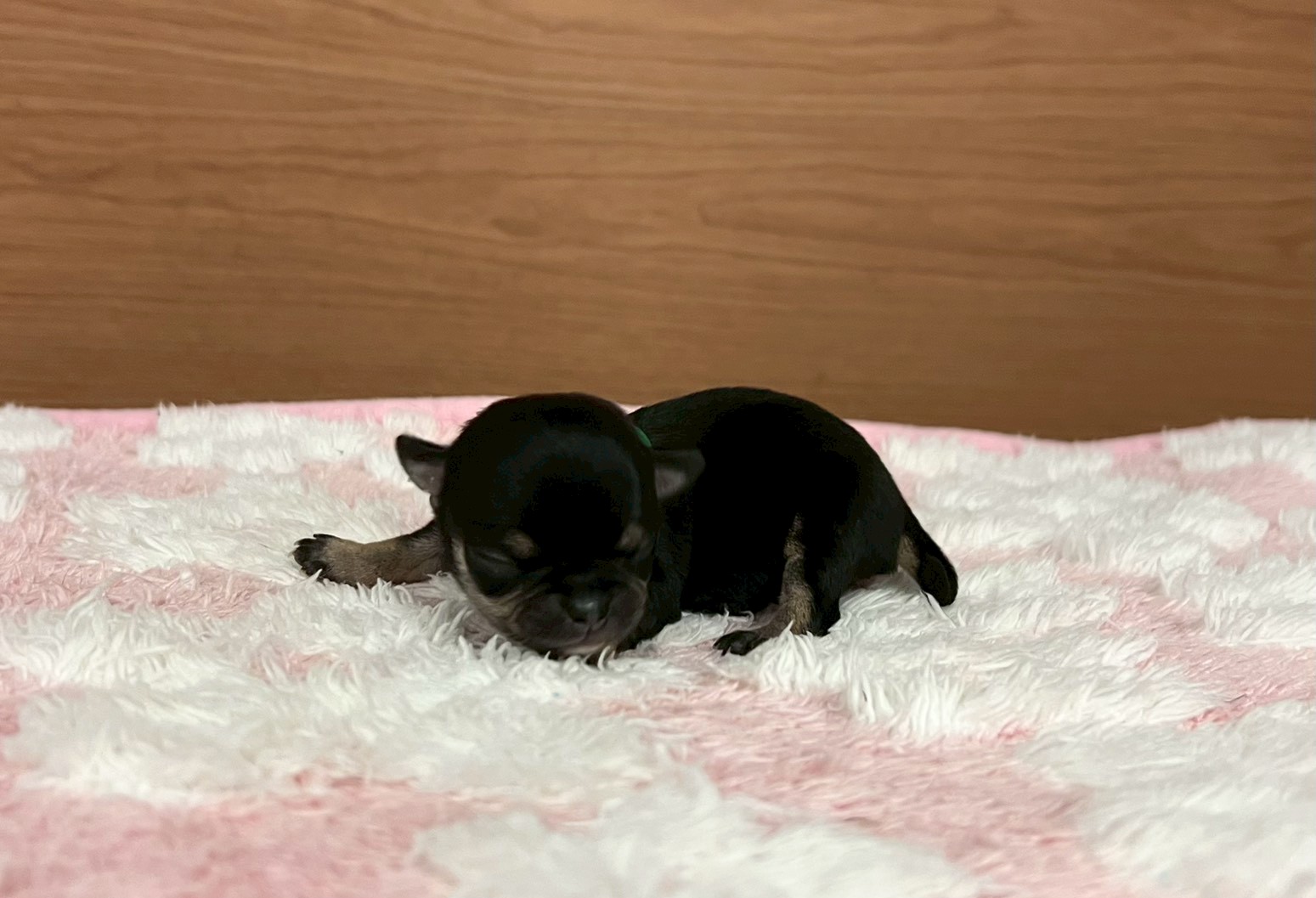 チワワ（スムースコート）