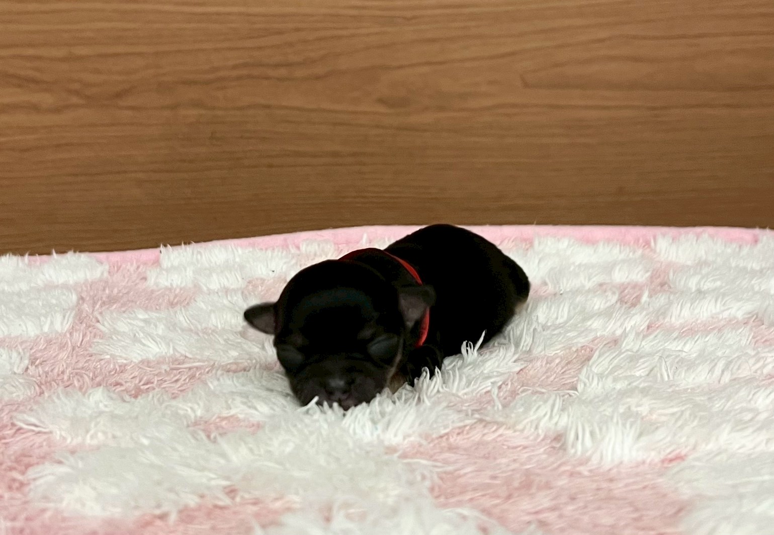 チワワ（スムースコート）