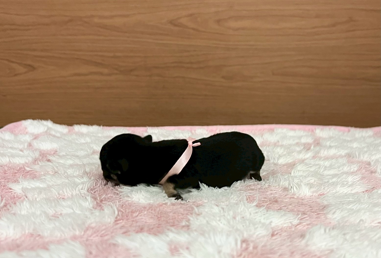 赤ちゃん写真1-2