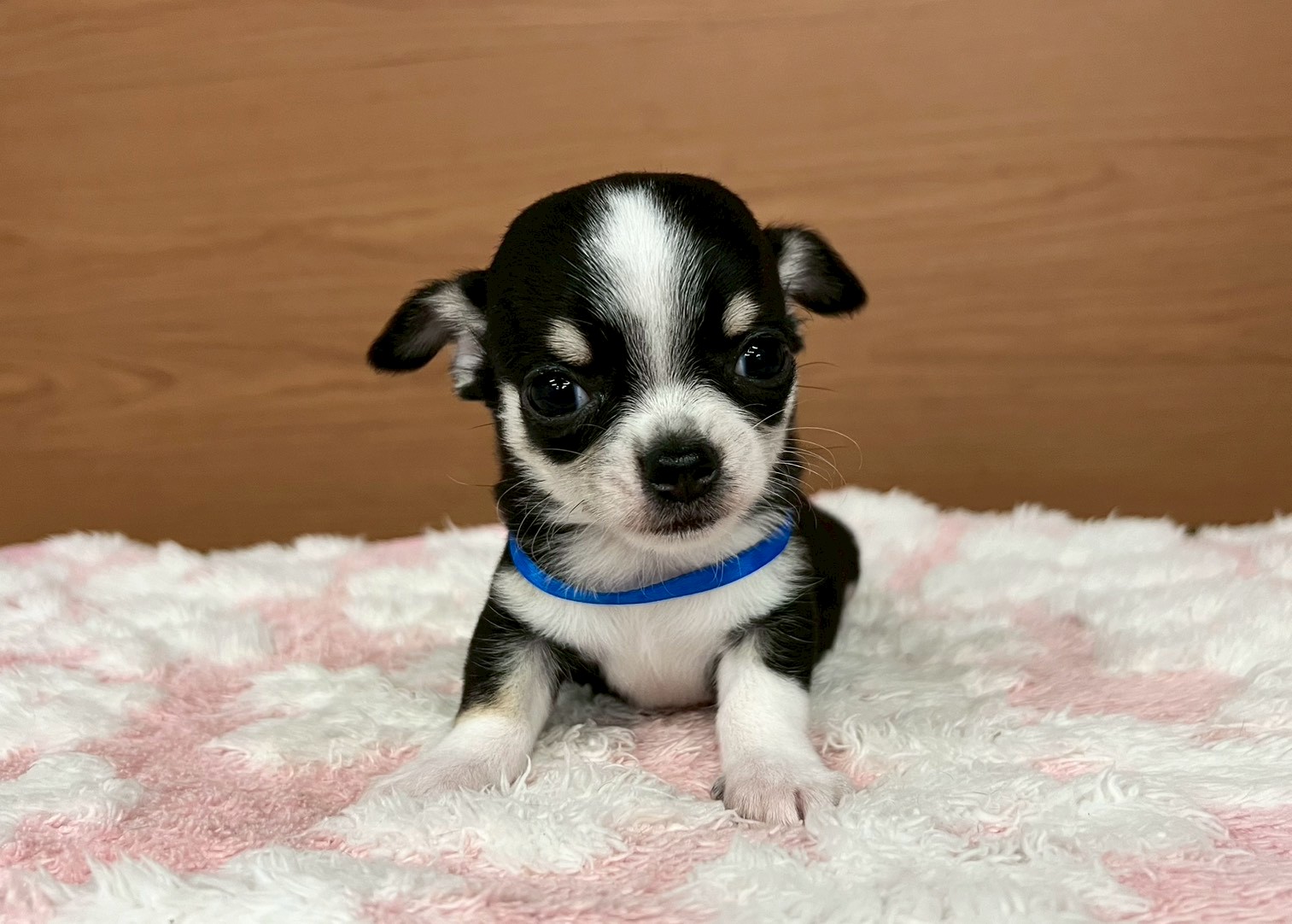 チワワ（スムースコート）