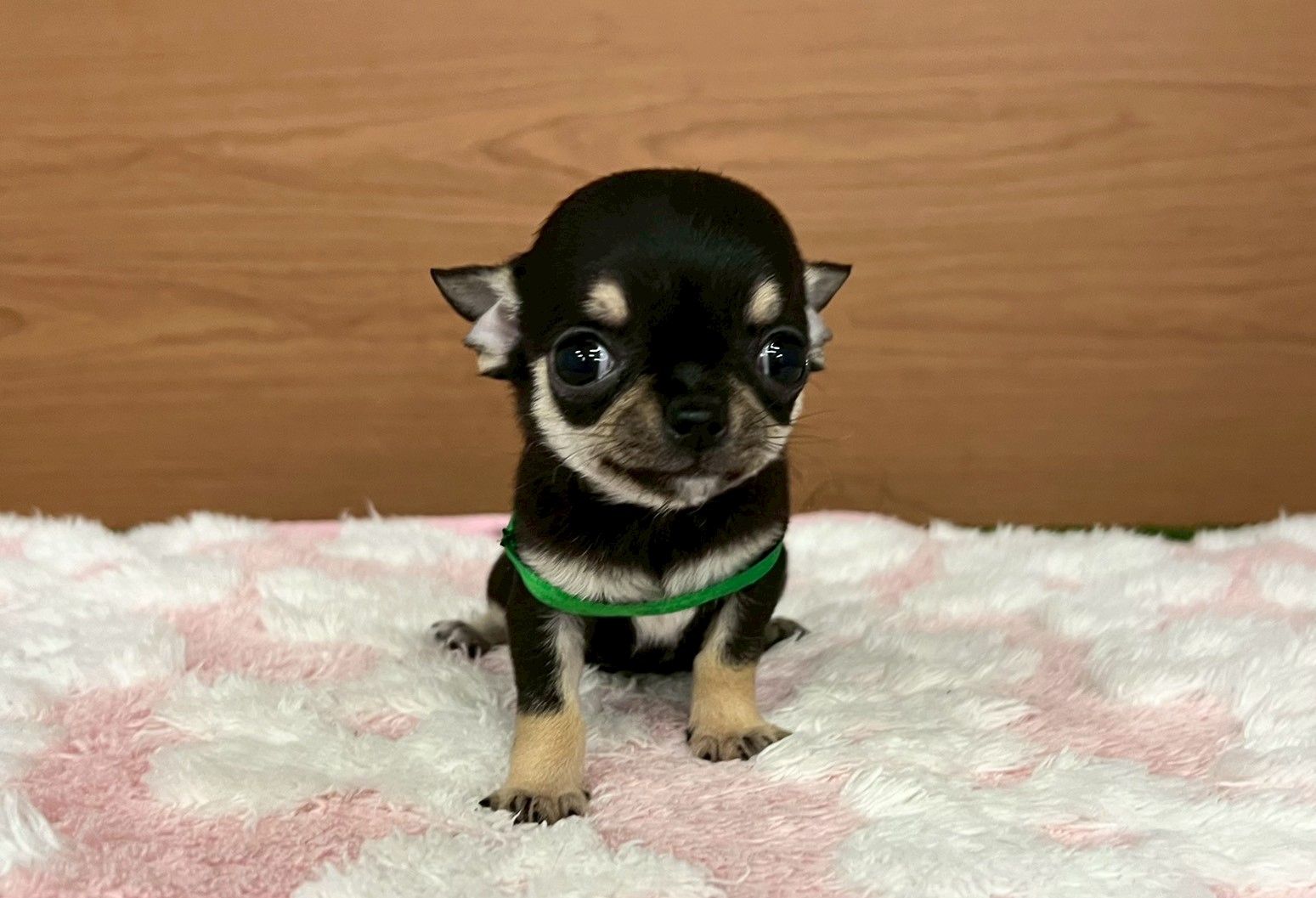 チワワ（スムースコート）