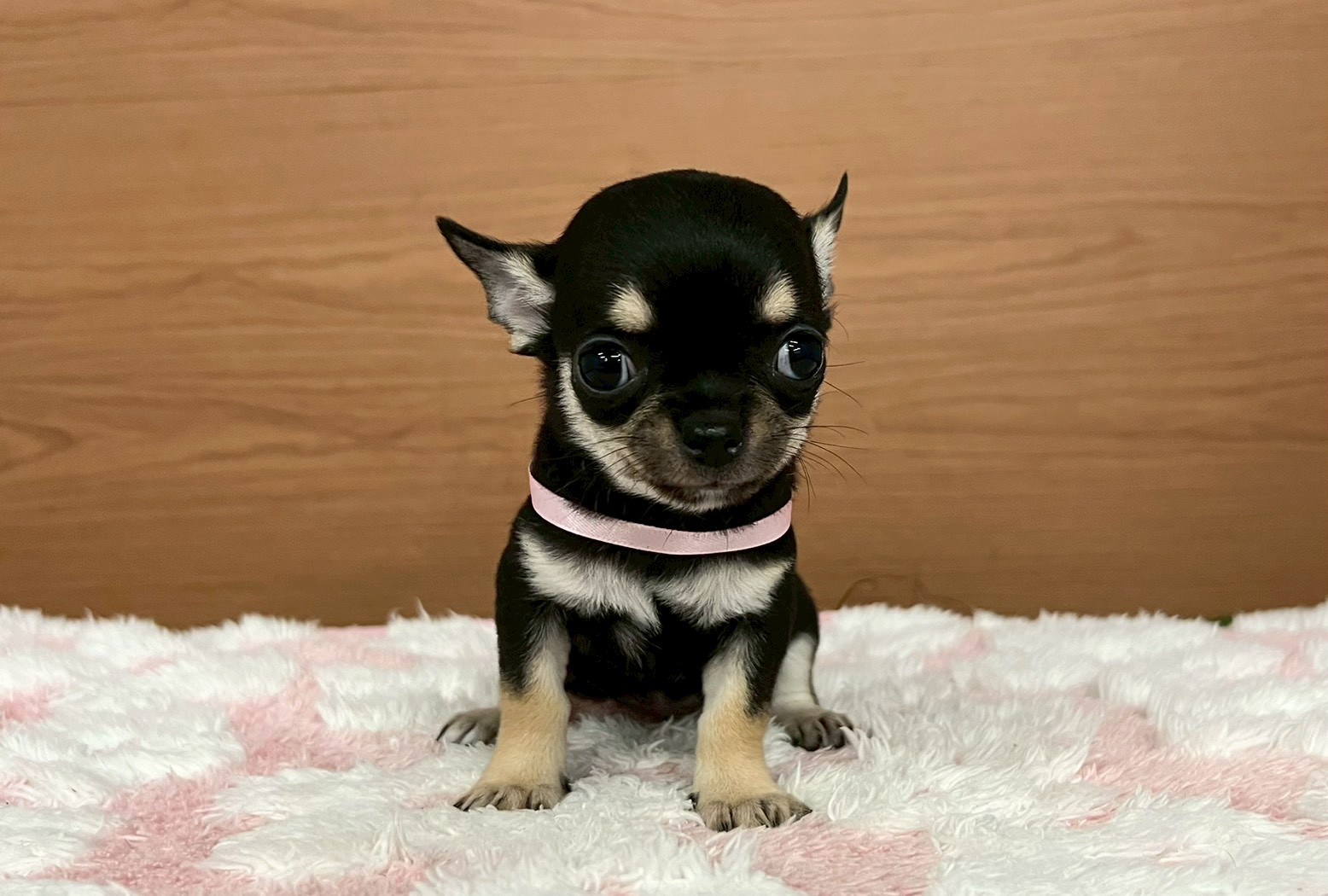 チワワ（スムースコート）