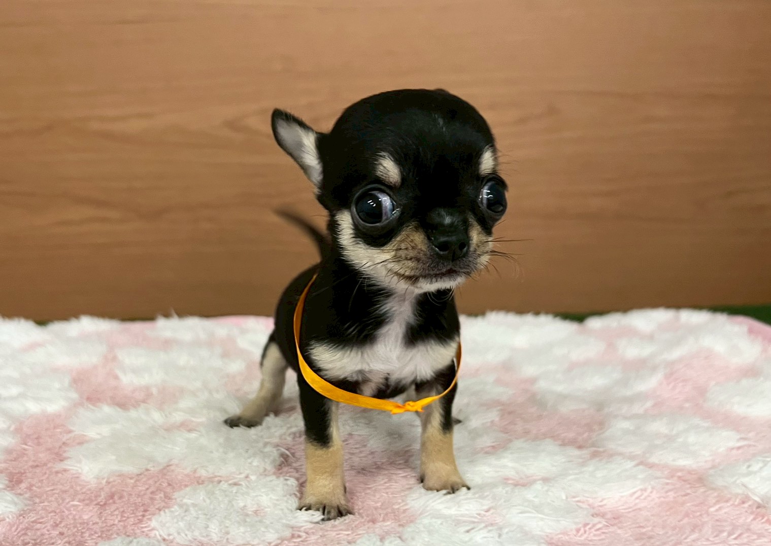 チワワ（スムースコート）