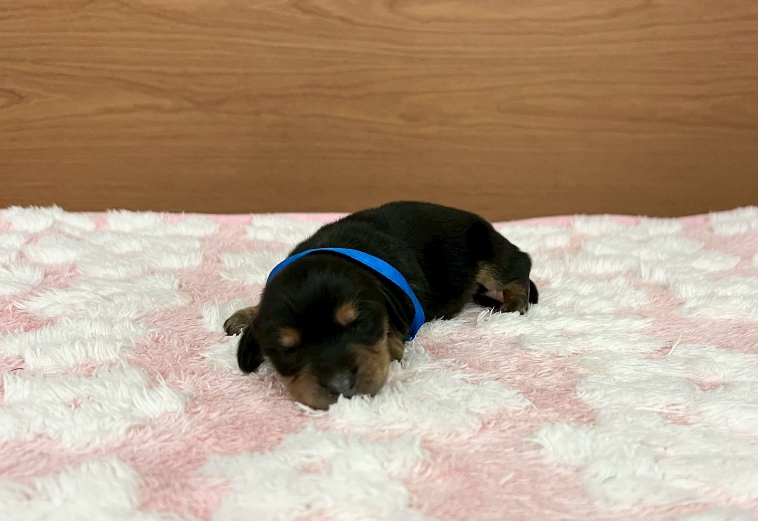 カニンヘンダックスフンド