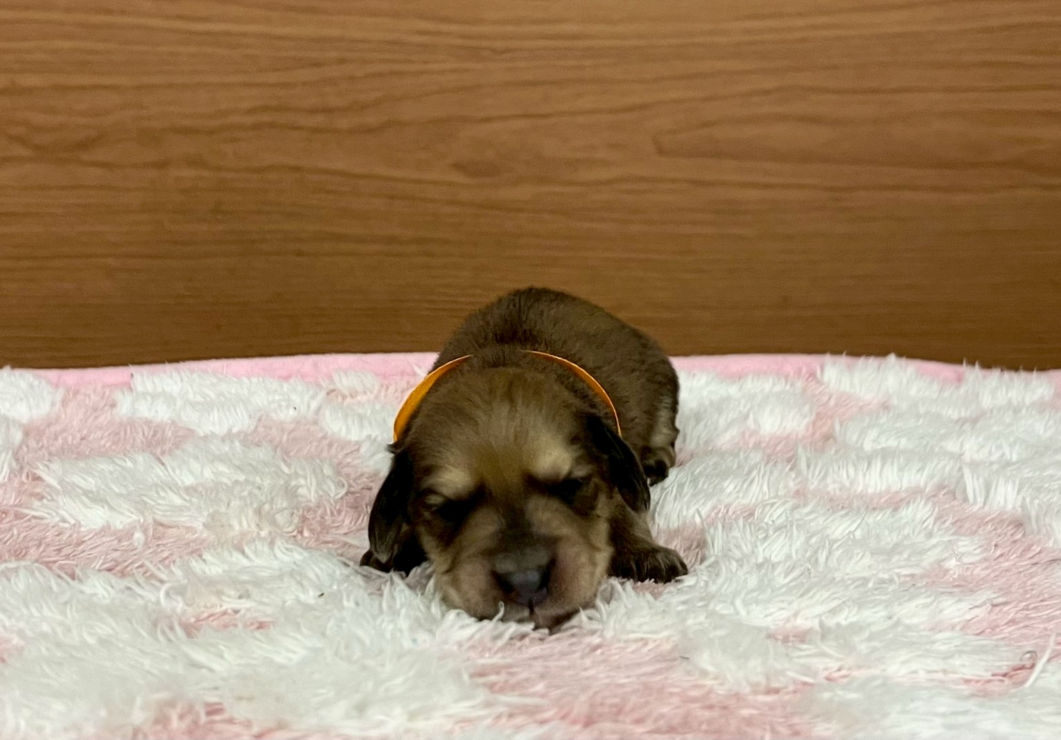 カニンヘンダックスフンド