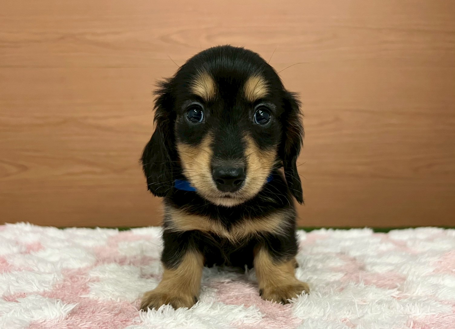 カニンヘンダックスフンド