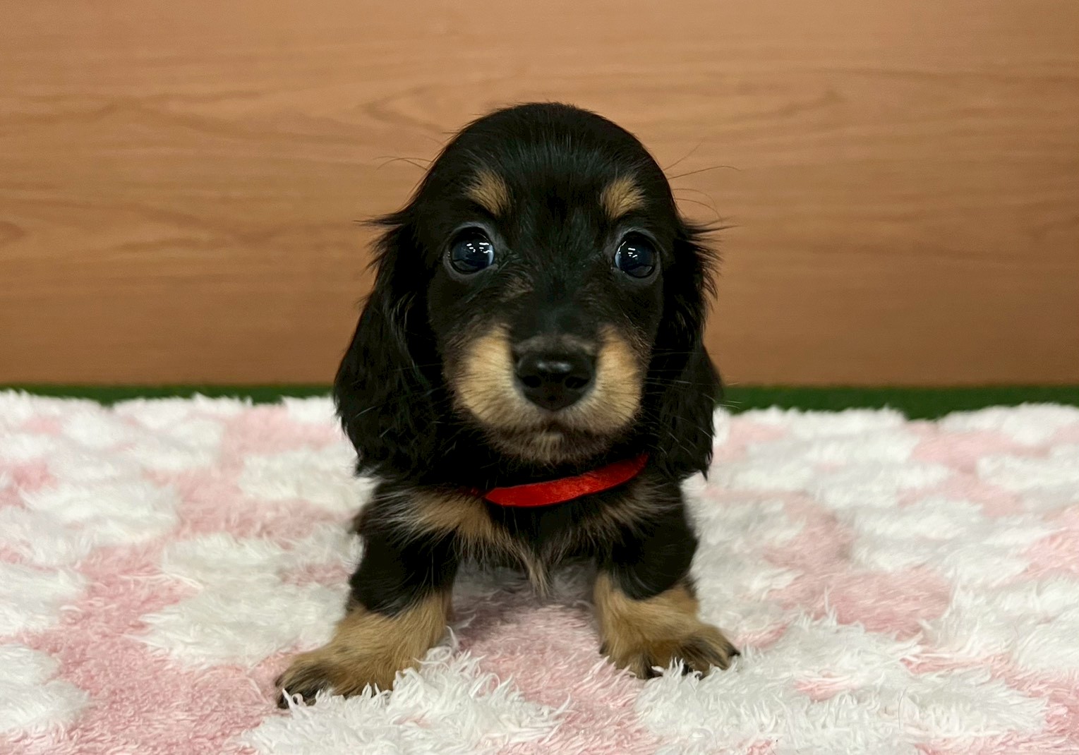 カニンヘンダックスフンド