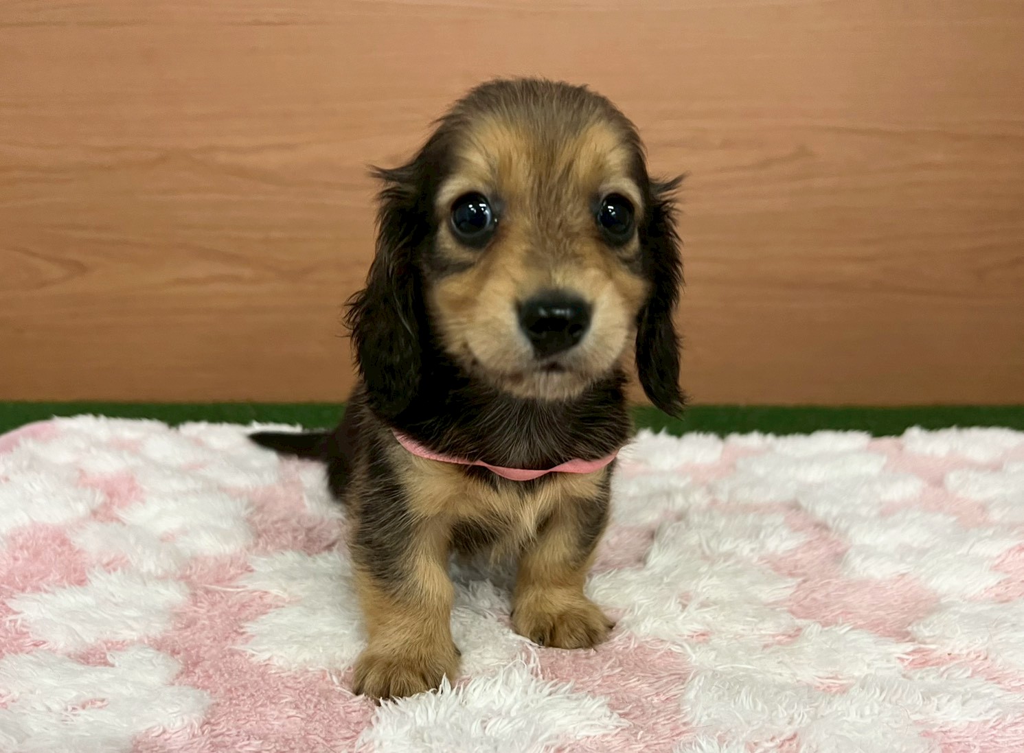 カニンヘンダックスフンド