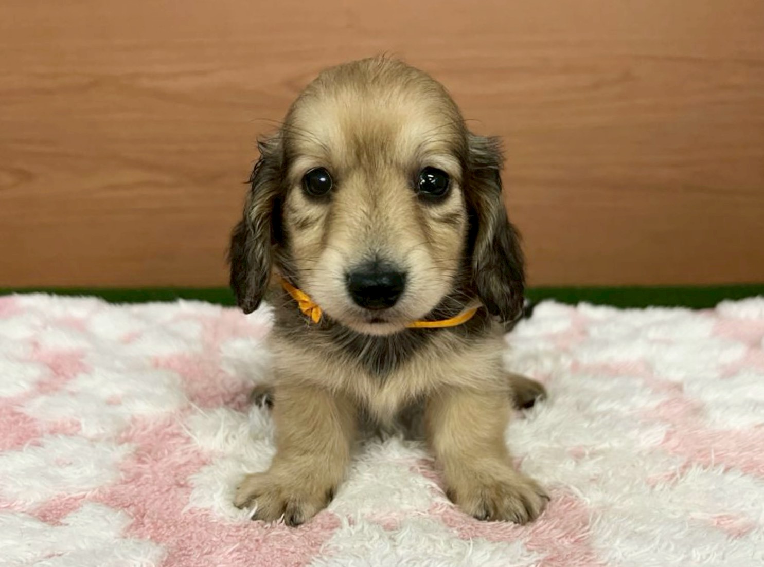 カニンヘンダックスフンド