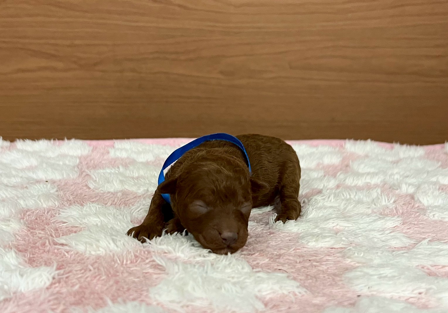 トイ・プードル